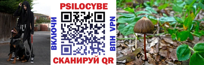 Псилоцибиновые грибы Psilocybe  что такое   Чердынь 